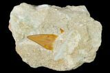 Otodus Shark Tooth Fossil in Rock - Eocene #139899-1